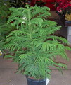 Araucaria heterophylla